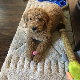 Goldendoodle Puppies from Clig Doodle Days