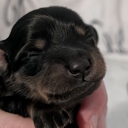 Female 1 B - Black and tan female Dachshund puppy in Columbus, Ohio from Bumpkins Dachshunds