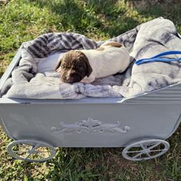 Blue - Liver and white male German Shorthaired Pointer puppy in Union Hall, Virginia from Rustic Creek Farms