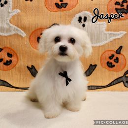 Jasper - White male Companion Cross puppy in Morehead, Kentucky from Paw Perfect Pets