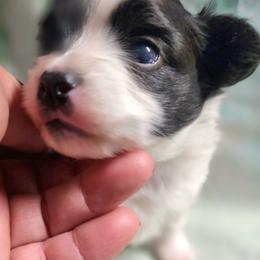 Percy - Black and white male Companion Cross puppy in Davenport, Washington from Lovely Ladies and Little Asses Miniature Equines (L3A Pomeranians & Papillons)