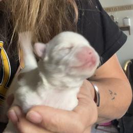 Appie - White female Morkie puppy in Taylorsville, North Carolina from Mountain Top Hot Tailz