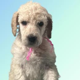 Angie - Cream female Poodle puppy in Baltimore, Maryland from Steinrock’s Standards