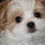 Cotons de Tulear, Mi-Kis, and West Highland White Terriers from My Little Puppy Paws
