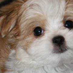 Cotons de Tulear, Mi-Kis, and West Highland White Terriers from My Little Puppy Paws
