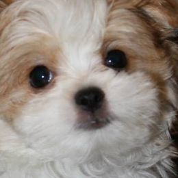 Cotons de Tulear, Mi-Kis, and West Highland White Terriers from My Little Puppy Paws
