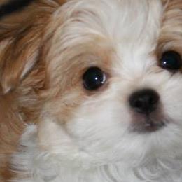 Cotons de Tulear, Mi-Kis, and West Highland White Terriers from My Little Puppy Paws
