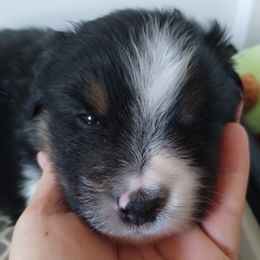 Iron - Black tri male Miniature American Shepherd puppy in Springfield, Missouri from Sunrock Kennel