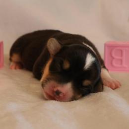Sparkler - Black and tan female Pembroke Welsh Corgi puppy in Arcanum, Ohio from Weissway Corgis