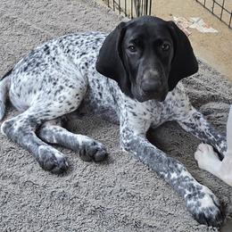 German Shorthaired Pointer Puppies from DreamN GSPs