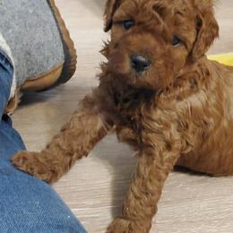 Aussiedoodle, Goldendoodle, and Miniature Australian Shepherd Puppies from JMR Aussies and Doodles