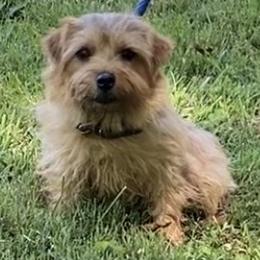 Anya - Norfolk Terrier