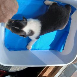 Stripe Temp Hold1 - Black white and tan male Collie puppy in St Stephens, Wyoming from Desert Kennels