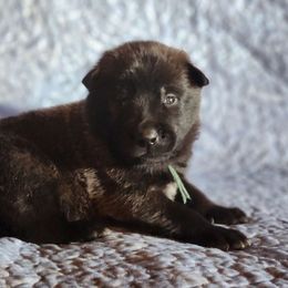Boy 1 - Belgian Malinois puppy from Forever Family K9