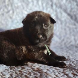 Boy 1 - Belgian Malinois puppy from Forever Family K9