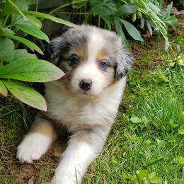 Australian Shepherd Puppies from Ohio Valley Australian Shepherds