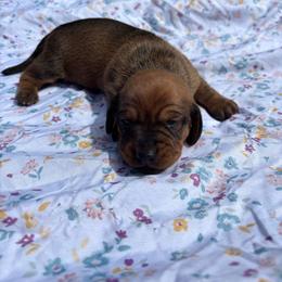 ButterCup - Red male Dachshund puppy in Altamonte Springs, Florida from Happy Tails Dachshunds