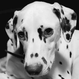 Sophie - Dalmatian
