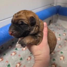 Light Blue Collar Boy - Sable male German Shepherd puppy in Dallas, Pennsylvania from Mountainside German Shepherds