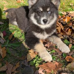 Stormy - Black and white female Pomsky puppy in Cadillac, Michigan from JHS Pomskies