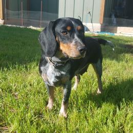 Pepper - Beagle