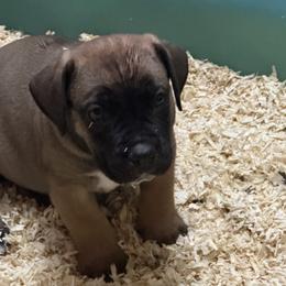 Toby - Brown male Boerboel puppy in Laramie, Wyoming from Standing Stone Boerboels