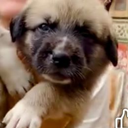 Anatolian Shepherd Dog Puppies from Quiet Waters