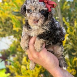 Gwen - Chocolate merle female Bernedoodle puppy in Miami, Florida from Jade’s Paws & Co. Of Miami LLC