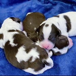 Australian Labradoodle Puppies from Integrity Labradoodles