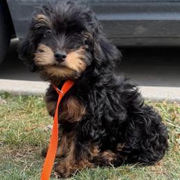 Orange Collar, Male - Phantom male Goldendoodle puppy in Valley Center, Kansas from The Goldendoodle Gal