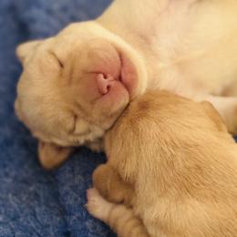 Sprout - Yellow male Labrador Retriever puppy in Penn Valley, California from Pleasant Valley Creekside Ranch, LLC