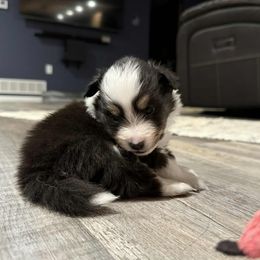 Gilly - Black white and tan female Shetland Sheepdog puppy in La Porte City, Iowa from Kyrie Shetland Sheepdogs