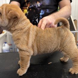 Red fawn - Red fawn male Chinese Shar-Pei puppy in Corydon, Indiana from Royalvue Kennels