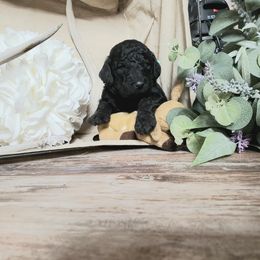 Poodle Puppies from Spangled Standard Poodles