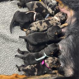 Girl 2 - Black and rust female Beauceron puppy in Henderson, Nevada from Joie de Vie Beaucerons