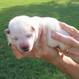 Girl 1 - White female German Shepherd puppy in Bexar County, Texas from Scenic Creek German Shepherds and White Swiss Shepherds