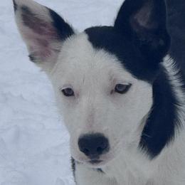 Border Collies from Henam Border Collies