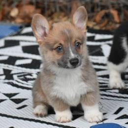 Colton - Wild West Litter - White and fawn male Pembroke Welsh Corgi puppy in Lithia, Florida from Diamondcrest Inc