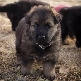 German Shepherd Puppies from Journey's German Shepherds (Kennel Vom Himmel)