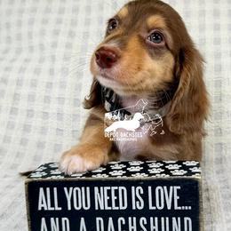 Jack, Longhair, Chocolate and Tan, AKC - Chocolate and tan male Dachshund puppy in South Easton, Massachusetts from Depot Dachsies