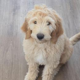 Beaux - Apricot male Goldendoodle puppy in Mullin, Texas from Grosenbacher Goldendoodles