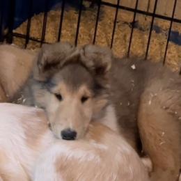 Collie Puppies from Castlebar Collies