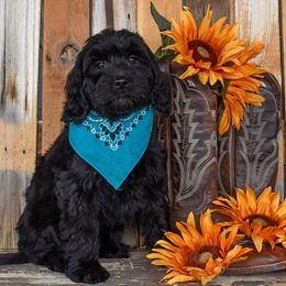 Salida - Black female Goldendoodle puppy in Macedon, New York from Toodles Goldendoodles