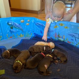 Dachshund and Labrador Retriever Puppies from Honeydew Ranch
