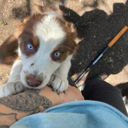 Eevee - Red tri-color female Australian Shepherd puppy in Kenosha, Wisconsin from Out of this World Aussies