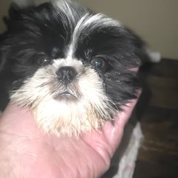 Girl 6 - Black and white female Shih Tzu puppy in Buxton, Maine from Shih Tzu Junction