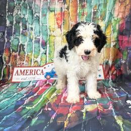 Banjo - Tri-color male Bernedoodle puppy in Moulton, Iowa from Shondel Puppy Paws