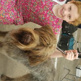 Bene - Wirehaired Pointing Griffon
