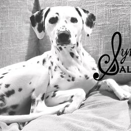 Dalmatians from Symphony Dalmatians