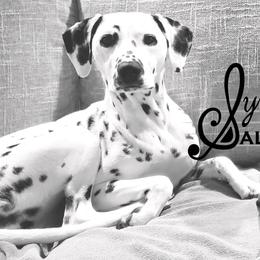 Dalmatians from Symphony Dalmatians